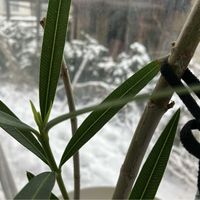 室内,窓辺の画像