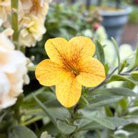 カリブラコア,花のある暮らし,緑のある暮らし,冬越し,ベランダの画像