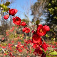 ハナニラ,サクラ,ボケ,スキミア,リビングストーンデージーの画像