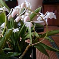 デンドロビウム キンギアナム,デンドロビウム キンギアナム,デンドロビウム キンギアナム,ガーデニング,ボタニカルライフの画像