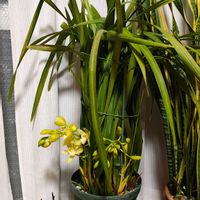 シンビジウム,シンビジウム,ガーデニング,ボタニカルライフ,お庭の植物の画像