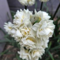 スイセン,スイセン,ギョリュウバイ,クレマチス  カートマニージョー,ダイアンサス　グラニータの画像