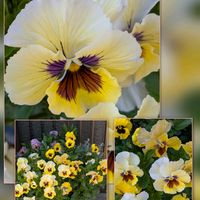 カリン,クレマチス,スイセン,バコパ,パンジー・ビオラの画像