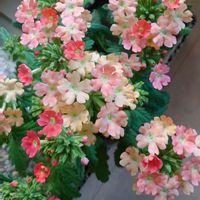 バーベナ,観葉植物,花,ベランダの画像