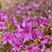 ツツジ,山野草,꒰ღ˘◡˘ற꒱かわゅ~,美しい,展示会の画像