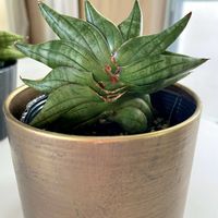 サンスベリア,サンセベリア,多肉植物,観葉植物,いつものお花屋さんの画像