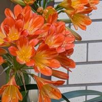 キンセンカ,クンシラン,レンギョウ,君子蘭,薄化粧の花の画像