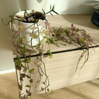 トラディスカンティア・ラベンダー,観葉植物,水挿し,先祖帰り,リビング・ダイニングの画像