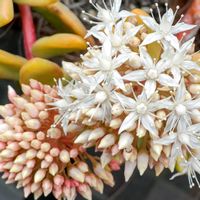 多肉植物,観葉植物,はなはな,多肉植物とサボテン,花のある暮らしの画像