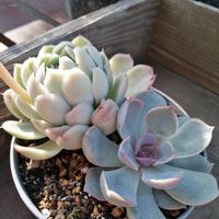 ガーデニング,多肉棚,ウッドデッキ,多肉植物とサボテン,DAISO産の画像