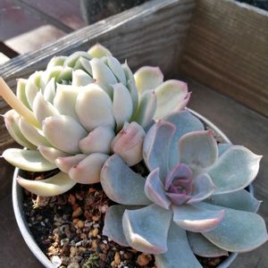 ガーデニング,多肉棚,ウッドデッキ,多肉植物とサボテン,DAISO産の画像