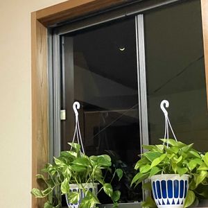 ポトス,ポトスライム,癒し,花のある暮らし,三日月の画像