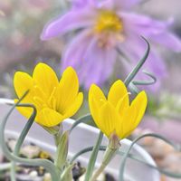 ゲイソリザ　コルガータ,ゲイソリザ　コルガータ,多肉植物,ガーデニング,黄色い花の画像