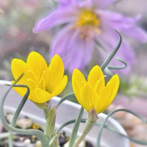 ゲイソリザ　コルガータ,ゲイソリザ　コルガータ,多肉植物,ガーデニング,黄色い花の画像