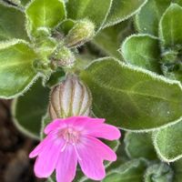 ルッコラ,水菜,春菊,人参,青梗菜の画像