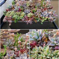 桜牡丹,ゴースティ,パールフォンニュルンベルグ,多肉植物,育てやすい多肉植物の画像