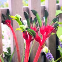 カンガルーポー,オザキフラワーパーク,オージープランツ,季節の花,東京の画像