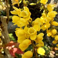 ヒイラギナンテン,花言葉,花のある暮らし,お出掛け先,魔除けの画像