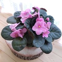 セントポーリア,セントポーリア インディアナ,セントポーリア インディアナ,観葉植物,初心者の画像