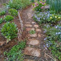 クリスマスローズ,忘れな草,アリウムギガンチューム,サルビアネモローサ,ゴテチャの画像