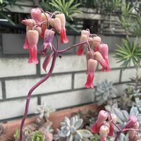 ベルフラワー,胡蝶の舞,オトメギキョウ,オトメギキョウ(ベルフラワー),ラブリー♡加速中の画像