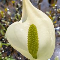 ボケ,ボケ,ミズバショウ,箱根湿生花園,今日のお花の画像