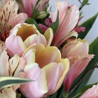 アルストロメリア,アルストロメリア,カーネーション,カーネーション,チューリップの画像