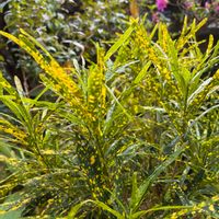 アイビー（ヘデラ）,クロトン リュウセイ,平和を願う☆,小さいものクラブ,ちっちゃいものクラブの画像