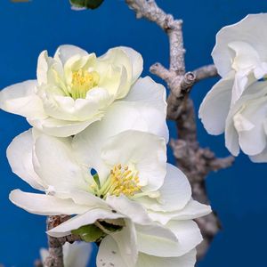 山野草,スマホ撮影,棚の画像