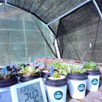 ハオルチア,ハオルチア オブツーサ,多肉植物,ハオルチア属,多肉大好きの画像