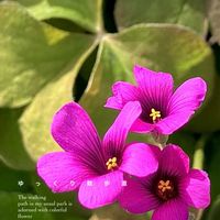 イモカタバミ,フシネハナカタバミ,花のある暮らし,緑のある暮らし,カタバミ科の画像
