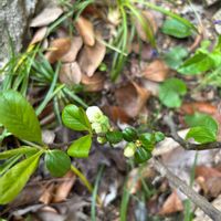 カリン,サクラ,ボケ,今日のお花の画像