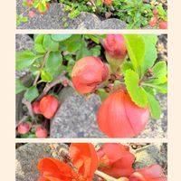 アジュガ,ボケ,観葉植物,トラディスカンチア ,冬越し挑戦の画像