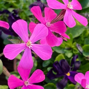 #ガーデニング,ピンクワールドへ ようこそ,エクステリアの画像