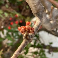 セダム,ボケ,木瓜(ボケ),庭木,花のある暮らしの画像