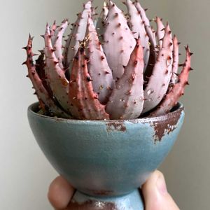 アロエ,アロエ ペグレラエ,aloe peglerae,多肉植物,インテリアグリーンの画像