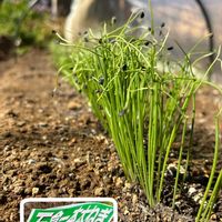 ネギ,千葉県,私のお庭,千葉県北西部,家庭菜園の画像