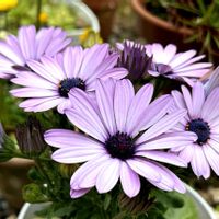 オステオスペルマム,三角葉アカシア,癒し,植物のある暮らしの画像