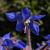 ボリジ,ボリジ,ボリジ(ルリジサ),ボリジ(ルリジサ),真上からﾊﾟﾁﾘ✨の画像