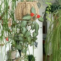 エピスシア・クプレアータ,観葉植物,植物のある暮らし,ハンギングの画像