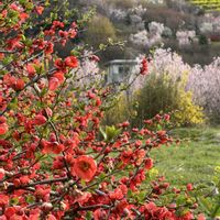 ボケ,ボケ,桃源郷,花活,今日のお花の画像