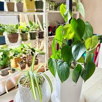 オリヅルラン,フィロデンドロン,観葉植物,株分け,水挿しの画像
