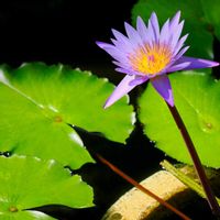 フクシア,熱帯スイレン,バオバブの木,広島市植物公園大温室,大温室✨の画像