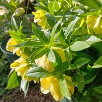 クリスマスローズ,スキミア,斑入りコデマリ,ネコのいる暮らし,花のある暮らし♡の画像