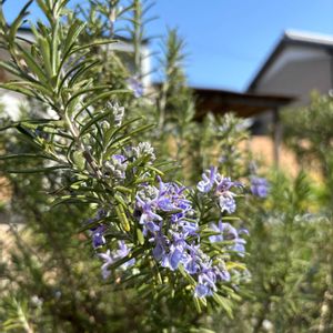ローズマリー,ナチュラルガーデン,いい香り,ハーブのある暮らし,花と暮らすの画像