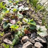 イオノプシジウム,イチゴ,カモミール,ゼフィランサス,ガーデニングの画像