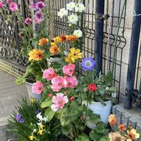 スカビオサ・コーカシカ ファーマ,ラナンキュラスラックスの画像