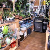 多肉植物,ウラボシ科,ビカクシダ属,食中植物,塊根の画像