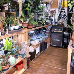 多肉植物,ウラボシ科,ビカクシダ属,食中植物,塊根の画像