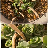 ミセバヤ,ガーデニング,可愛い,植物のある暮らし,バルコニー/ベランダの画像